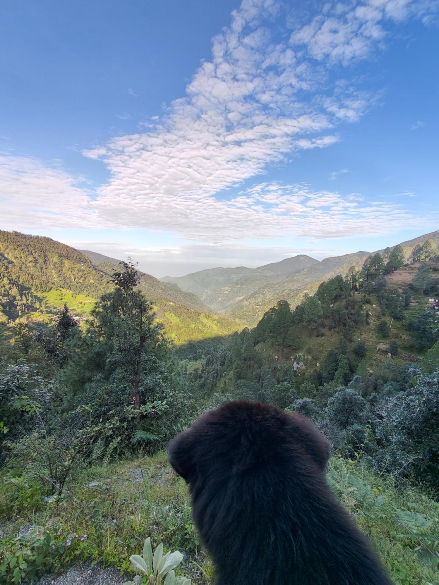 Himwanderer Camps & Cottages Pangot 나이니탈 외부 사진